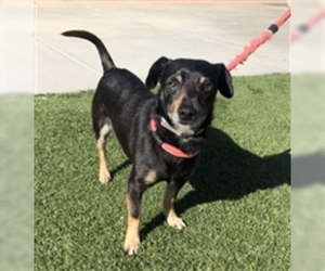 Dachshund Dogs for adoption in Salinas, CA, USA