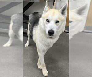 German Shepherd Dog-Siberian Husky Mix Dogs for adoption in Forestville, MD, USA