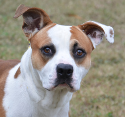 American Bulldog Dogs for adoption in Englewood, FL, USA