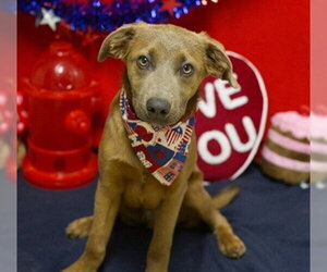 German Shepherd Dog-Unknown Mix Dogs for adoption in Placerville, CA, USA
