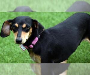 Doxie-Pin Dogs for adoption in Lewisburg, TN, USA