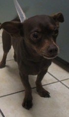 Chiweenie Dogs for adoption in Rowlett, TX, USA