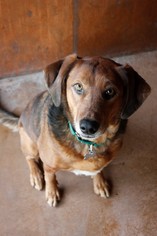 Mutt Dogs for adoption in Burlington, WA, USA