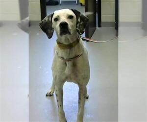 Pointer Dogs for adoption in Fayetteville, NC, USA