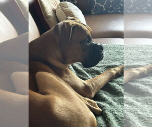 Boxer Dogs for adoption in Woodbury, MN, USA