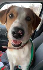 Beagle Dogs for adoption in Newport, KY, USA