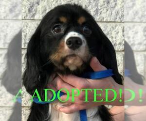 Cavalier King Charles Spaniel Dogs for adoption in Westminster, MD, USA