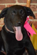Borador Dogs for adoption in Brighton, TN, USA