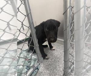 Labrador Retriever Dogs for adoption in Temple, TX, USA