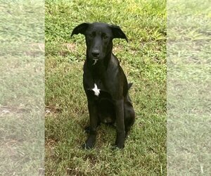 Shepradors Dogs for adoption in New Smyrna Beach, FL, USA