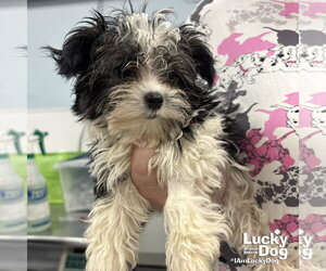 Shih Tzu-Unknown Mix Dogs for adoption in Washington, DC, USA