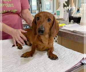 Dachshund Dogs for adoption in Benton, LA, USA