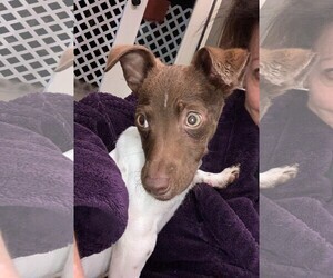 Jack-Rat Terrier Dogs for adoption in Lake Elsinore, CA, USA