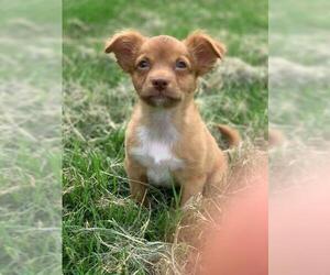 Chihuahua-Unknown Mix Dogs for adoption in Weatherford, TX, USA