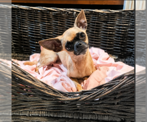 Chihuahua-Unknown Mix Dogs for adoption in Cranston, RI, USA