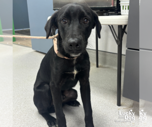 Labrador Retriever-Unknown Mix Dogs for adoption in Washington, DC, USA