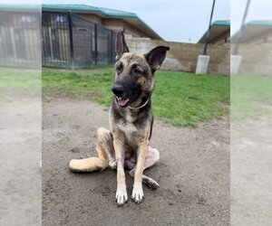 German Shepherd Dog Dogs for adoption in Riverside, CA, USA
