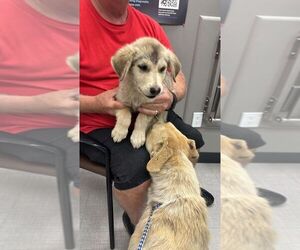 Mutt Dogs for adoption in Calgary, Alberta, Canada