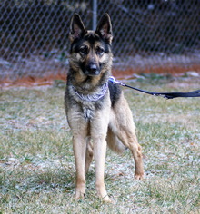 Medium Photo #1 German Shepherd Dog Puppy For Sale in Mt. Airy, MD, USA