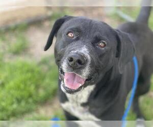 Labrador Retriever-Unknown Mix Dogs for adoption in Tulsa, OK, USA