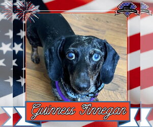 Dachshund Dogs for adoption in San Antonio, TX, USA