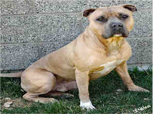 Medium Photo #1 American Pit Bull Terrier Puppy For Sale in Ogden, UT, USA