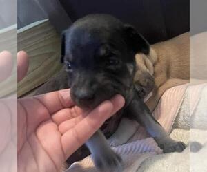 American Staffordshire Terrier-Unknown Mix Dogs for adoption in San Antonio, TX, USA