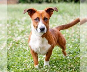 Basset Hound Dogs for adoption in Cumming, GA, USA