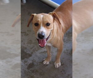 Labrador Retriever-Unknown Mix Dogs for adoption in El Centro, CA, USA