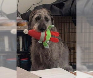 Medium Photo #4 Great Dane-Unknown Mix Puppy For Sale in Bullard, TX, USA