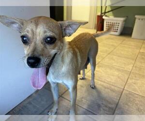 Chihuahua-Unknown Mix Dogs for adoption in Grand Prairie, TX, USA