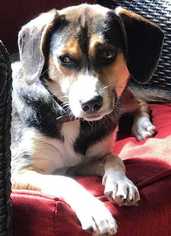 Beagle Dogs for adoption in Boston, MA, USA