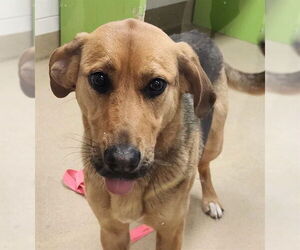 Shepradors Dogs for adoption in Decatur, IL, USA