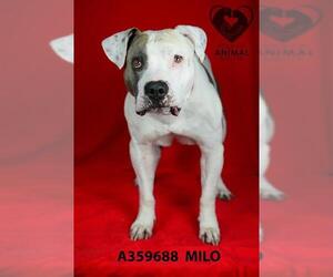 American Pit Bull Terrier Dogs for adoption in Stockton, CA, USA
