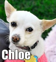 Chihuahua-Unknown Mix Dogs for adoption in wellington, CO, USA