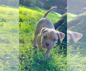 French Bulldog-Unknown Mix Dogs for adoption in Springdale, PA, USA