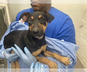 Doberman Pinscher-Unknown Mix Dogs for adoption in San Bernardino, CA, USA
