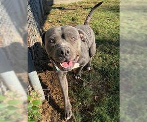 American Pit Bull Terrier-Unknown Mix Dogs for adoption in Tulsa, OK, USA