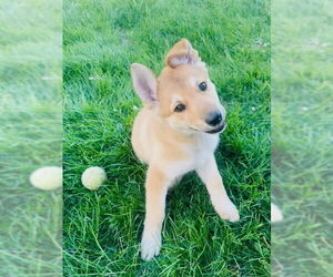 German Shepherd Dog-Unknown Mix Dogs for adoption in Princeton, MN, USA