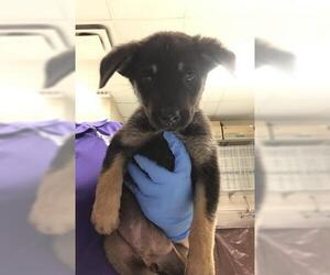 Labrador Retriever Dogs for adoption in Conroe, TX, USA