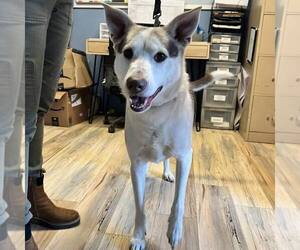 Huskies -Unknown Mix Dogs for adoption in Shreveport, LA, USA