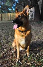 German Shepherd Dog Dogs for adoption in Fairhope, AL, USA