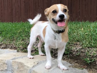 Basenji-Rat Terrier Mix Dogs for adoption in Coppell, TX, USA