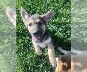 German Shepherd Dog-Unknown Mix Dogs for adoption in Princeton, MN, USA
