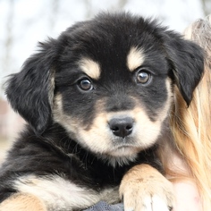 Australian Mountain Dog Dogs for adoption in Huntley, IL, USA