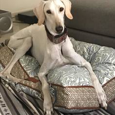 Saluki Dogs for adoption in Agoura Hills, CA, USA