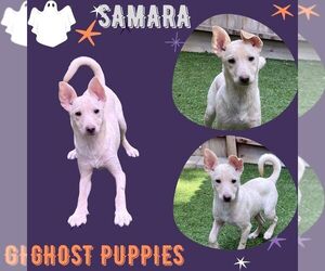 Mutt Dogs for adoption in Lindsay, CA, USA