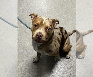 American Pit Bull Terrier-Unknown Mix Dogs for adoption in Las Vegas, NV, USA