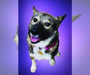 Norwegian Elkhound Dogs for adoption in Akron, OH, USA