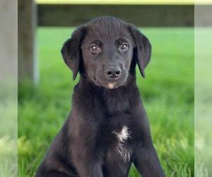 Labrador Retriever-Unknown Mix Dogs for adoption in San Diego, CA, USA